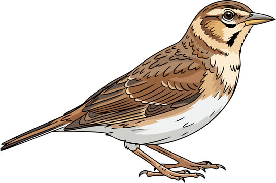 a stunning avian portrait detailed illustration of a calandra lark, isolated on transparent background