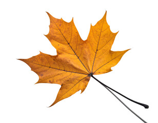 Obraz premium Single Autumn Maple Leaf on Black Twig Isolated on White Background