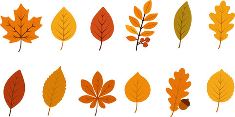 Obraz premium Vector illustration of autumn leaves collection in different shapes and colors. Perfect for seasonal design, decoration, backgrounds, and graphic resources.