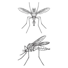 Mosquito vector illustration outline black and white vector