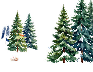 Fototapeta premium Watercolor Winter Christmas Trees with Snowy Ground, Isolated on White