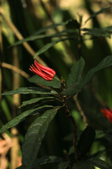 Obraz premium Flower