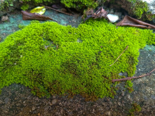 moss on the stone.  Anthocerophyta. Fresh green moss growing on damp concrete with small plants and dry leaves, natural texture background.