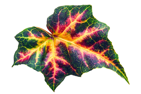 A vibrant ivy leaf with pointed lobes and high contrast vein pattern, isolated on white