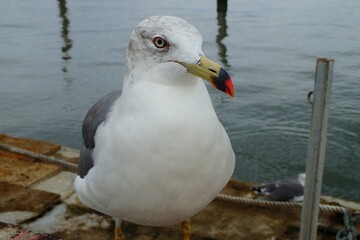 seagull on the pier