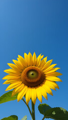 Obraz premium sunflower against clear blue sky, sharp and focused.