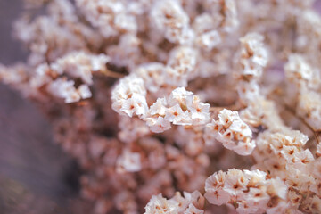 Close-up of bouquet dried statice flowers on pink tone 