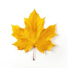 Obraz premium Bright yellow autumn maple leaf