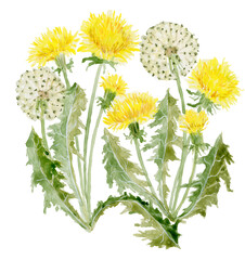 Watercolor dandelion