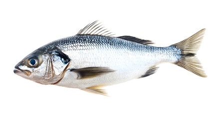 Obraz premium Fresh whole fish isolated on a pure white background