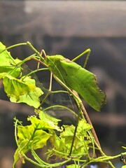 Malaysian jungle nymph insect camouflaged among green leaves, showcasing incredible mimicry and camouflage in tropical rainforest habitat. Unique exotic wildlife species highlighting biodiversity.