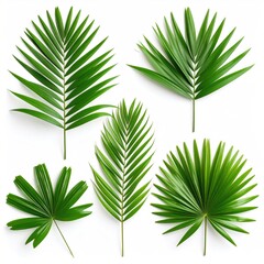Five radiant green palm leaves are isolated against a clean white backdrop, showcasing their vibrant fronds and delicate stems in stunning detail