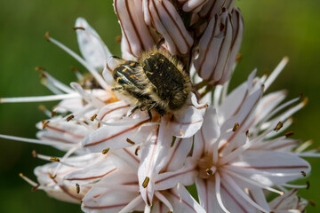 Two fuzzy bee scarabs (Tropinota hirta) on white asphodel flowers with brown stripes. Active insects, possibly mating, in a natural green setting.