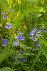 Veronica chamaedrys, the germander speedwell, bird's-eye speedwell, or cat's eyes