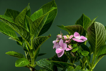 Soft Pink Hydrangea Flowers and Lush Green Leaves