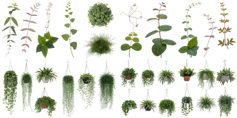 Fototapeta premium Green plants hanging and upright isolated on a transparent background foliage leaves