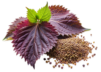 Shiso seeds isolated on white background