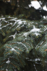 Evergreen spruce branches covered with snow. Natural winter Christmas background.