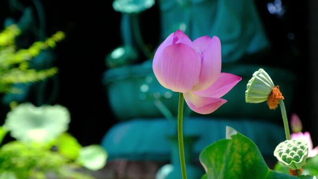 日本、奈良、蓮、佛寺、寺院、花、日本文化、歷史名勝、文化財、木、綠色、青空、写真素材