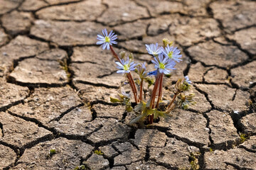 flower on the ground