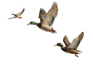 Three mallard ducks flying in flight against a black background bird birds