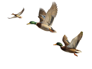 Three mallard ducks flying in flight against a black background bird birds