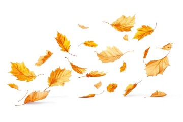 Autumn leafs falling autumn plant.