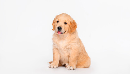 dog puppy golden retriever sits on white background. isolated puppy	