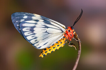 Black and yellow butterfly rests on dry branch
