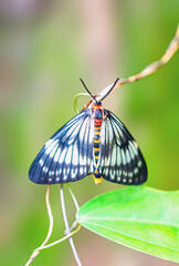 Black and yellow butterfly rests on a vine