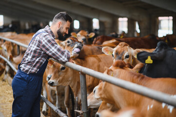 Farmer taking care of jersey cattle in dairy farm © Serhii