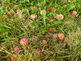 A bunch of apples that are laying in the grass