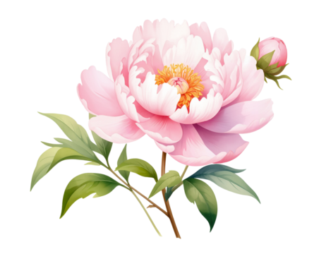 Pink Peony Flower On transparency Background with Lush Green Leaves