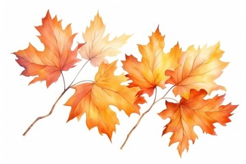 Autumn leaves maple plant leaf.