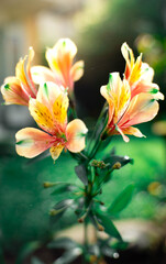beautiful orange Alstroemeria flowers are blooming in the garden