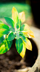 green plant on a green background