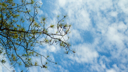 tree branches against blue sky