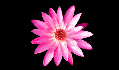 pink lotus flower and black background