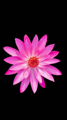 pink lotus flower and black background