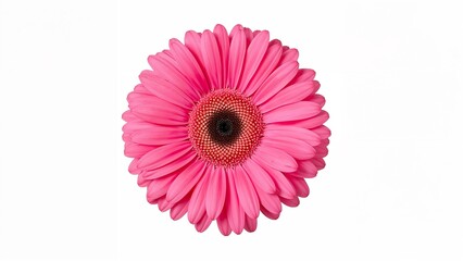 Vibrant Pink Gerbera Daisy on White