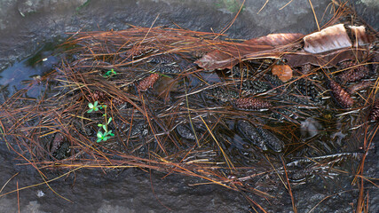 rotting pine cones and leaves