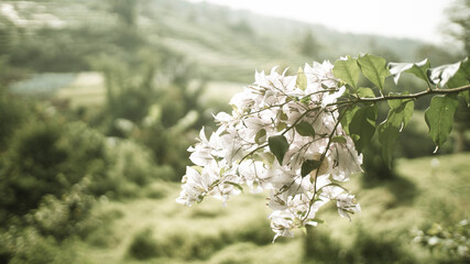 beautiful flowers blooming on top of the mountains