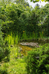 Serene pond scene with tall green reeds and iris pseudacorus (yellow flag, yellow iris) vibrant yellow flowers, reflecting beautifully on calm water surface, surrounded by lush greenery.