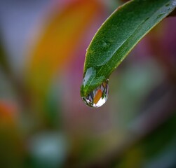 Close-up dewdrop on vibrant green leaf