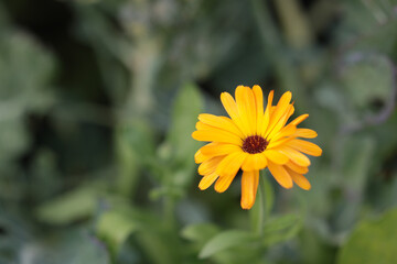 A stunning close-up of a vibrant yellow calendula flower in full bloom in a garden setting.