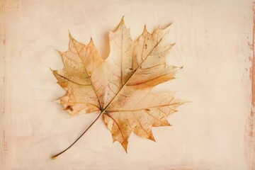 Close up on pale maple leaf backgrounds plant tree.