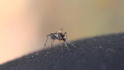 Macro shot of a mosquito with its probiscus diving into black material