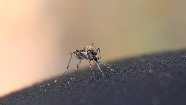 Macro shot of a mosquito with its probiscus diving into dark material, insect proboscis detail for pest control and public health