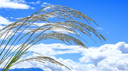 High-resolution 4K capture of meadow and sky, using a 35mm f1.8 lens for sharp foreground detail and natural soft color gradients
