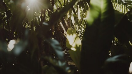 High-resolution capture of jungle sunlight beams breaking through dense foliage, taken with a 24mm f1.4 lens in 4K